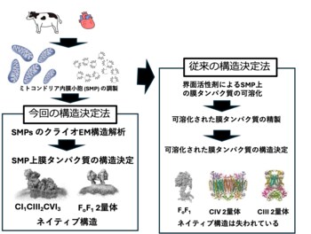 ミトコンドリア膜中でのATP合成酵素と呼吸超複合体の超分子構造を高分解能で可視化