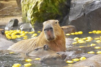 今シーズンは「カピバラのゆず湯」30周年！伊豆シャボテン動物公園で、“伊豆の冬の風物詩”としておなじみの『元祖カピバラの露天風呂』を開催、2026年11月21日（土）スタート！