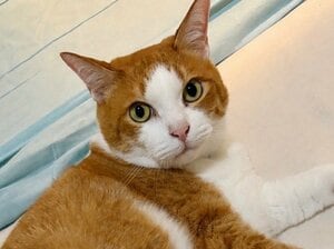 「天才すぎる」猫が“正解のなでる位置”に誘導する姿にSNS悶絶！飼い主の手を動かし気持ちよさそうに寝転ぶ光景に「愛おしい」【激かわアニマル奇跡の瞬間】