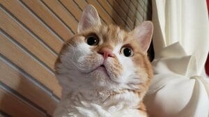 「おひげが筆記体やん」雨の日のにゃんこの“ひげ”が大暴れ！？くつろぎながら余裕な表情を見せるも「仕方ないね…くせっ毛だもんね…」【激かわアニマル奇跡の瞬間 年末スペシャル にゃんこ一気見せ！】