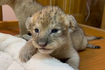 赤ちゃんライオンの寝落ち姿がかわいすぎるとSNSで話題に！優しい寝顔に悶絶する声続出【激かわアニマル奇跡の瞬間】