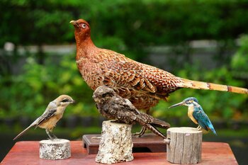 剥製と語りで楽しむ文学「宮沢賢治作品を彩る鳥たち」参加者募集（長野県烏川渓谷緑地）