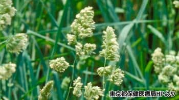 今の鼻のムズムズはイネ科の花粉症かも！？「カモガヤ」が近くにあったら要注意！天達武史気象防災キャスターが解説
