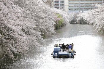 【人気No.１】ただいま販売中！毎年2万人が乗船する人気クルーズ「桜の名所、目黒川お花見クルーズ」 3月20日～4月16日開催