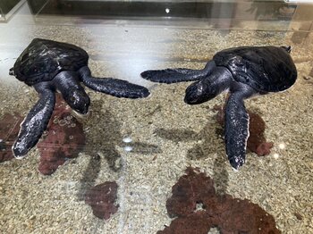 埼玉県唯一！常設展示している絶滅危惧種アオウミガメの赤ちゃんのえさやり体験＆ネーミング公募を開始。-さらに、魚が敗北!?アクアパーク川越『人気いきもの総選挙2025』結果発表！今年の1位は“あの子”！