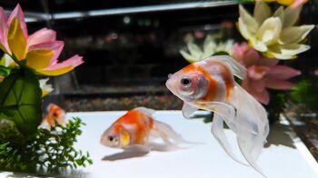 真夏の暑さを忘れる“涼空間”「アートアクアリウム美術館 GINZA」に行ってみた！