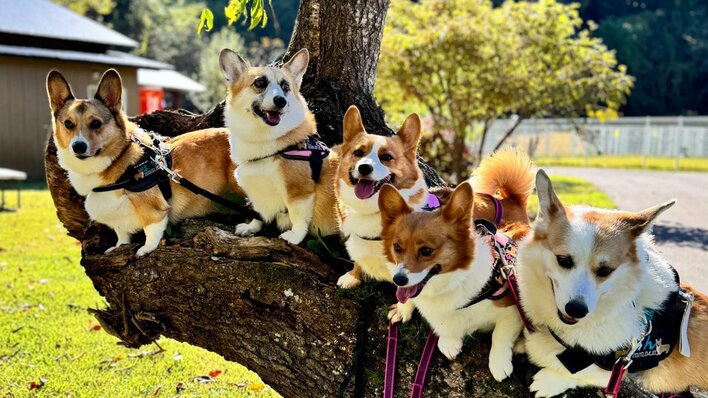 「モフモフがいっぱい」うたた寝する飼い主を囲む“5匹のコーギー”が話題 「羨ましい」と癒やされる人続出【激かわアニマル奇跡の瞬間】