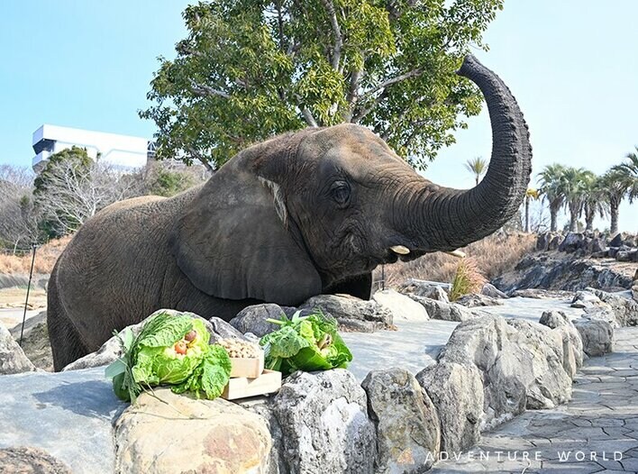 節分特別イベント 開園当時から暮らすアフリカゾウへ感謝と健康の願いを込めて特大の手作り恵方巻をプレゼント！