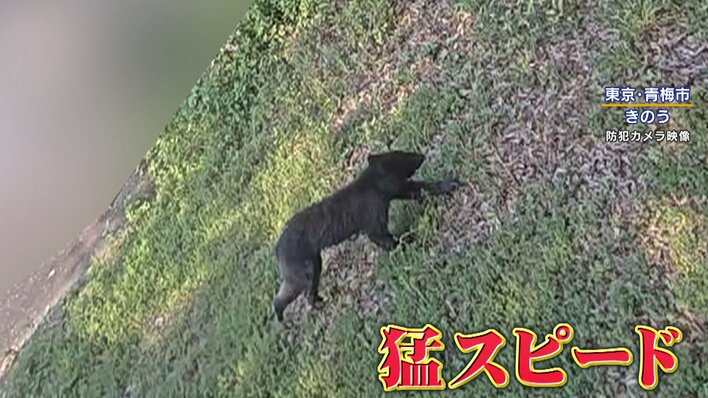 相次ぐクマ被害 東京・青梅市にも出没「あれが向かってきたとしたら…」“人を恐れないクマ”が人間の生活圏へ…新たに『音』を使った対策も