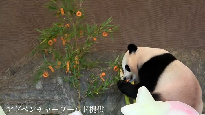 かわいさ爆発!」氷を抱きしめるパンダ 気持ちよすぎて大喜び