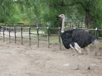 萩原利久 映画「ミステリと言う勿れ」の撮影中は「ダチョウがクリティカルヒットして…」