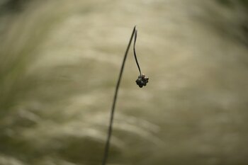 THE GALLERYセレクション展　岡本 洋子　写真展　「新・植物百景」を開催