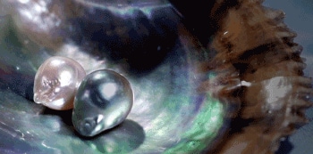 ～世界に一つの真珠を生み出す “真珠葬”～約1年間のプログラムで大切なペットを供養します◇2026年＜真珠葬＞の参加受付を開始◇