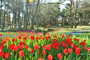 チューリップまもなく見頃です（国営ひたち海浜公園）