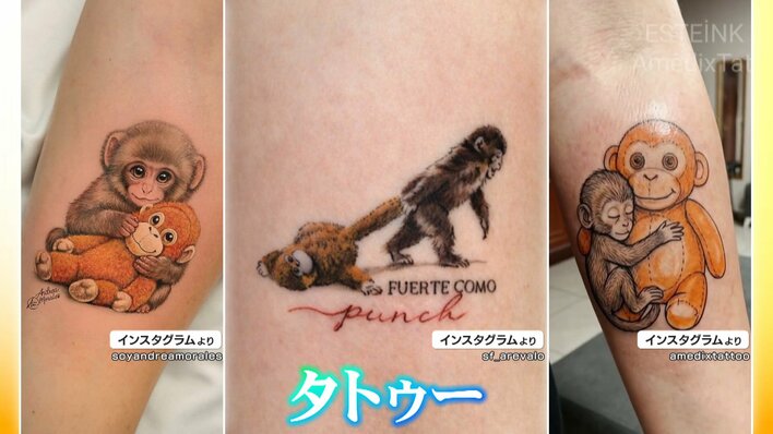 がんばれパンチ】世界中が夢中の子ザル・パンチくん なぜ心つかむ