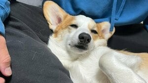 「確信犯すぎ」“絶対に起き上がりたくない”寂しがり屋わんこの甘え方が話題「こりゃあー癖になるわ」「赤ちゃんみたいなことしてる」【激かわアニマル奇跡の瞬間 年末スペシャル コーギーDAY】