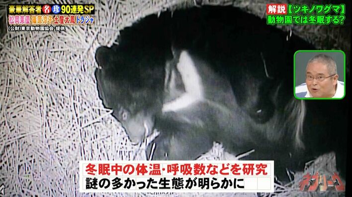 冬眠しないのは“本来の姿ではない”と議論！動物園のツキノワグマを冬眠