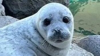 そんな体勢！？アザラシの「水中お昼寝」 “ぷかぷかニマ〜”「なんて幸せそうなお顔！」【激かわアニマル奇跡の瞬間】