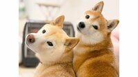 2匹の柴犬による“気配斬り遊び”が「永遠に見てられる」と話題！互いに相手の思考を読み合うような様子に「コントみたい」【激かわアニマル奇跡の瞬間】