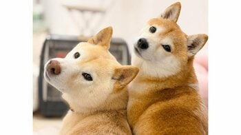 2匹の柴犬による“気配斬り遊び”が「永遠に見てられる」と話題！互いに相手の思考を読み合うような様子に「コントみたい」【激かわアニマル奇跡の瞬間】