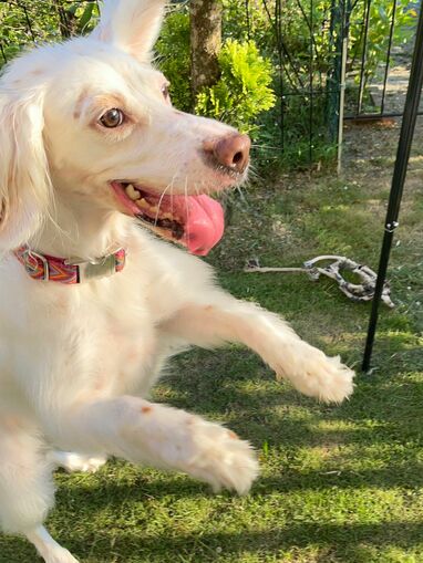 犬の写真下手くそ選手権」開催！？庭で遊ぶワンちゃんの衝撃的な