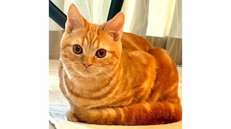 「賢すぎ」子猫が飼い主と“タッチ”する姿にメロメロ！ダイナミックな二足立ちやキュートなお手の“タッチ”も「永遠に見てられる笑」【激かわアニマル奇跡の瞬間】