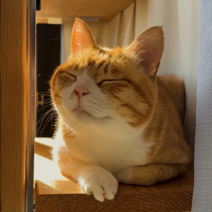 添い寝がほぼ人間な“魔性の猫”が話題！密着して気持ちよさそうに眠る姿