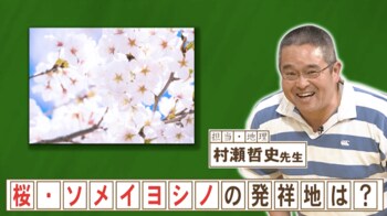 ソメイヨシノの発祥の地はどこ？『ネプリーグ』で放送の＜豆知識＞