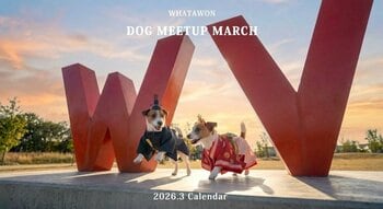 【3月わんちゃんオフ会カレンダー公開!!】女の子限定ひな祭り・ドゥードル犬種のオフ会も新登場＆子犬オフ会も！【大阪・岸和田】