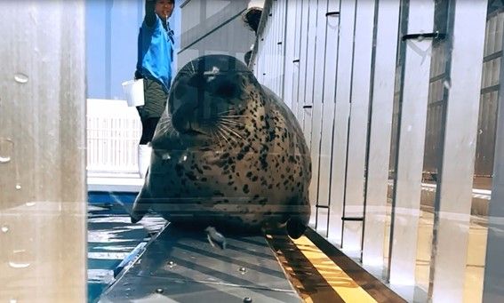 【超巨大サイズ】ゴマフアザラシぬいぐるみ　即完売品 でっか…】実寸大！？特大のゴマフアザラシぬいぐるみにSNS騒然