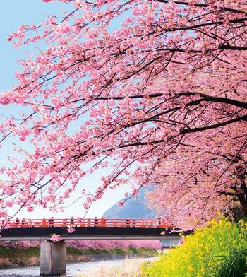 “また行こうね。サクラサク 伊豆・河津へ”「河津桜まつり」 への日帰りバスツアー