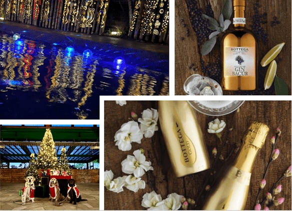 小谷流の里 ドギーズアイランドが贈る～竹灯りとBOTTEGAが彩る、幻想のクリスマス～