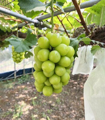 【阪急うめだ本店】秋の味覚が集結。毎月恒例の「うめだマルシェ」を9月16日(水)から開催