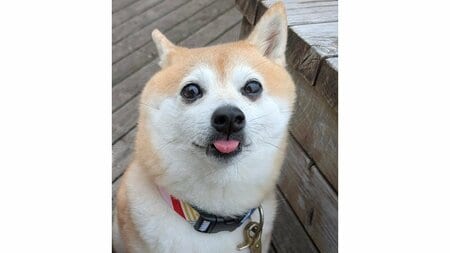 “すがすがしいほどの拒否柴”がまるで映画のポスター！？散歩嫌いな柴犬が穏やかな表情でたたずむ姿に「初めて見た」と反響！【激かわアニマル奇跡の瞬間】