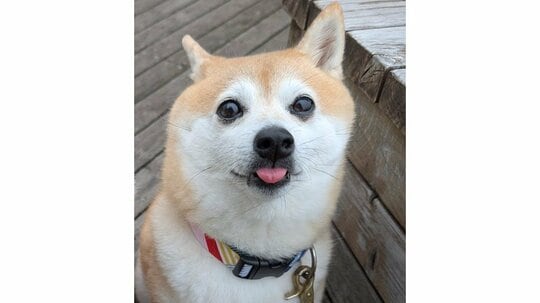 “すがすがしいほどの拒否柴”がまるで映画のポスター！？散歩嫌いな柴犬が穏やかな表情でたたずむ姿に「初めて見た」と反響！【激かわアニマル奇跡の瞬間】