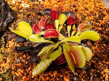 伊豆シャボテン動物公園の温室で「じっくり観察！食虫植物展」を開催！～過酷な環境で生きるために、虫を食べちゃいます～
