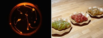 Trick or Eat！北海道の食とともに楽しむハロウィンイベント　「AOAO SAPPORO ハロウィン～自然の恵みに感謝しよう～」を開催します