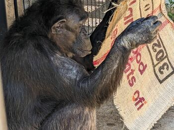 チンパンジーに麻袋を渡してみたら…まさかの使い方に飼育員もびっくり【激かわアニマル奇跡の瞬間】