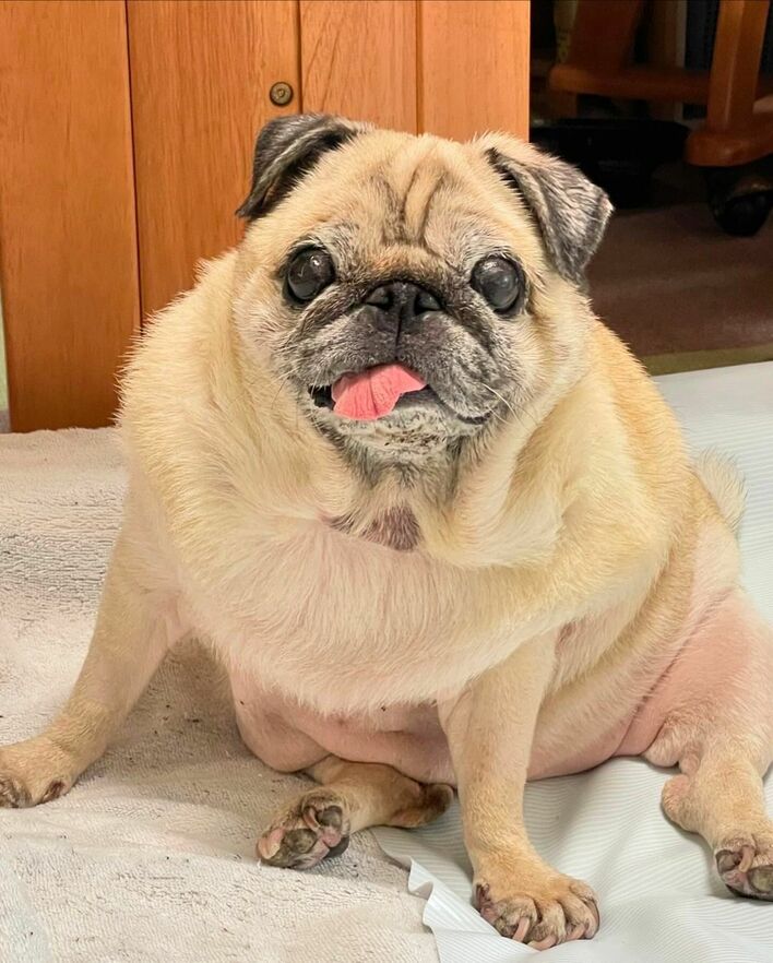 パグちゃん こんにちは🐶❣️ 本日はパグちゃんをご紹介します