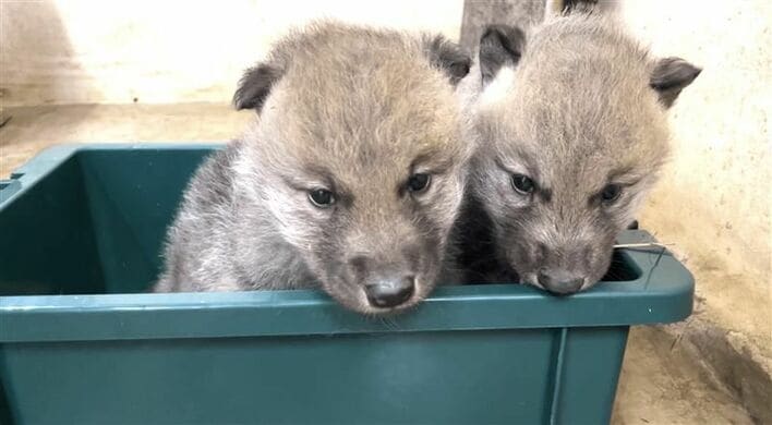 つぶらな瞳が愛くるしい！国内初ホッキョクオオカミの赤ちゃんが2頭