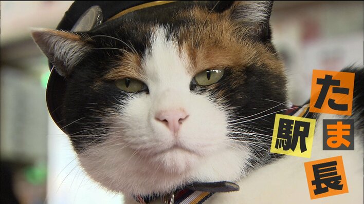 たま駅長 福を招く三毛猫「ごたま