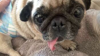 「この子たちは、何の贅沢もしていない。それを考えたら…」坂上忍家の朝にカメラ初密着