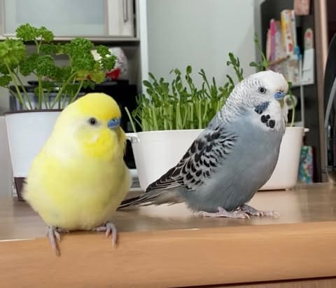 中に人が入ってる」インコがインコにささやく“愛の言葉”が「まるで