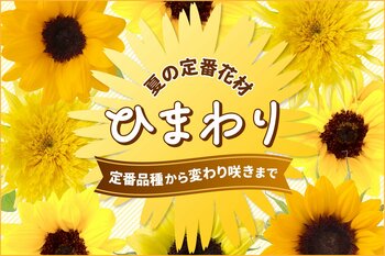 【ひまわり販売開始】1本90円～鮮度抜群のひまわりを豊富にラインナップ！｜花の卸通販フラワースミスマーケット
