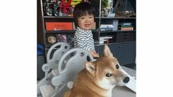 ツンデレ柴犬の尻尾に夢中な1歳女の子の姿に「ずっと見ていたい」と反響！“魅惑のアンモナイト”をツンツンされた反応に「こりゃ触らずにはいられない笑」【激かわキッズ＆アニマル奇跡の瞬間】