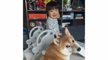 ツンデレ柴犬の尻尾に夢中な1歳女の子の姿に「ずっと見ていたい」と反響！“魅惑のアンモナイト”をツンツンされた反応に「こりゃ触らずにはいられない笑」【激かわキッズ＆アニマル奇跡の瞬間】