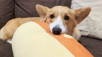 「まだ眠いよ～」朝に弱いコーギーが起こされた瞬間の姿が話題！うつろな瞳で二度寝する様子に「もうワンちゃんじゃなくて人」【激かわアニマル奇跡の瞬間】