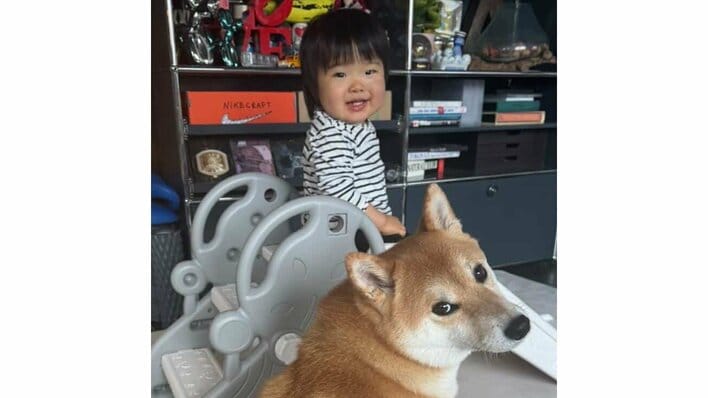 ツンデレ柴犬の尻尾に夢中な1歳女の子の姿に「ずっと見ていたい」と反響!“魅惑のアンモナイト”をツンツンされた反応に「こりゃ触らずにはいられない笑」【激かわキッズ&アニマル奇跡の瞬間】