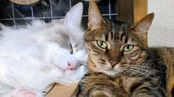 「理不尽すぎて爆笑」“しっぽペンペン攻撃”めぐる猫2匹のまさかの結末なやり取りに反響！思わず笑ってしまう容赦ない態度に「表情が最高」【激かわアニマル奇跡の瞬間】