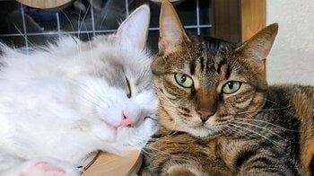 「理不尽すぎて爆笑」“しっぽペンペン攻撃”めぐる猫2匹のまさかの結末なやり取りに反響！思わず笑ってしまう容赦ない態度に「表情が最高」【激かわアニマル奇跡の瞬間】